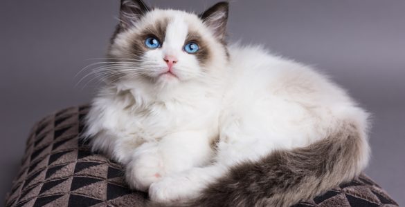 Ragdoll