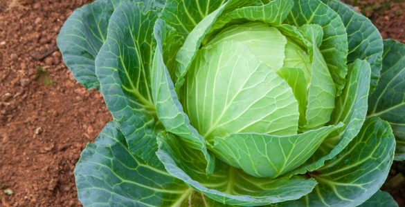 Planter Des Choux
